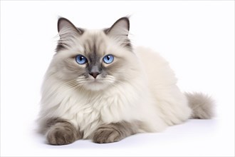 Ragdoll cat with blue eyes on white background. KI generiert, generiert AI generated