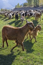 Herd of sheep and goats, Anatolia, Turkey, Asia