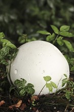 Giant puffball (Langermannia gigantea, Calvatia gigantea), North Rhine-Westphalia, Germany, Europe