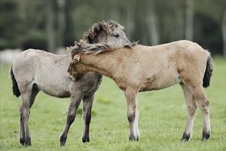 Dülmen wild horses, foals, Merfelder Bruch, Dülmen, North Rhine-Westphalia, Germany, Europe