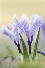 Crocuses (Crocus spec.) in bloom in spring, North Rhine-Westphalia, Germany, Europe