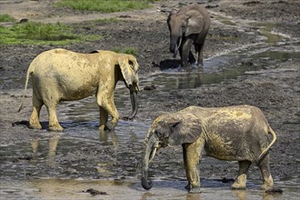 African forest elephants (Loxodonta cyclotis) in the Dzanga Bai forest clearing, Dzanga-Ndoki