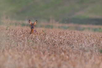 Roe deer (Capreolus capreolus) adult female doe in a summer wheat field, Suffolk, England, United