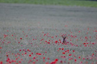 Roe deer (Capreolus capreolus) adult male buck feeding in a wheat field with flowering poppies,