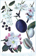 Botany, wild cherry (Prunus padus), cultivated plum (Prunus domestica) blossom and fruit, almond