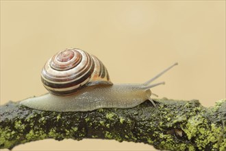 Grove snail (Cepaea nemoralis), North Rhine-Westphalia, Germany, Europe