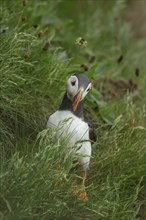 Atlantic puffin (Fratercula arctica) adult bird on a grass covered cliff top, Yorkshire, England,