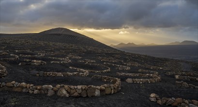 Grapevines growing in black volcanic soil in protected enclosed pits, La Geria, Lanzarote, Canary