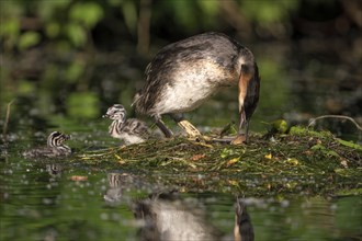 Great Crested Grebe (Podiceps cristatus), adult bird and chick at the nest, adult bird climbs onto