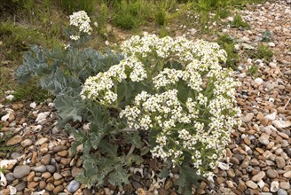 Sea Kale, crambe maritima, in flower on shingle pebble beach, Bawdsey, Suffolk, England, UK