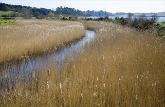 Drainage ditch and reedbeds, Martlesham Creek, River Deben, Suffolk, England, United Kingdom,