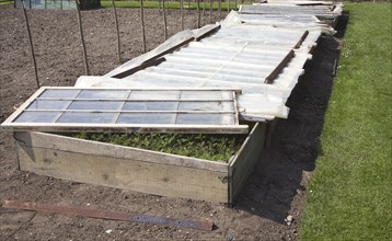 Plants being grown in glass cold frame