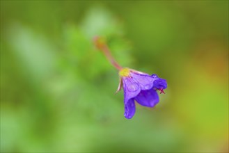 Purple flower with water droplets, landscape format, shallow depth of field, close-up, Tynset,