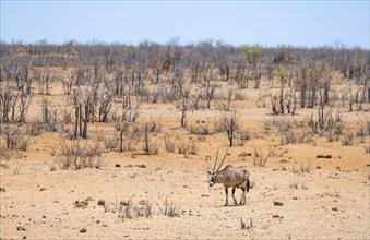 Gemsbok (Oryx gazella) in dry savannah with orange-coloured sand, Etosha National Park, Namibia,