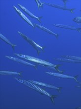 School of fish, group, school of barracuda (Sphyraena sphyraena) in the Mediterranean Sea near