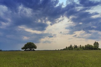 Rural landscape with group of trees and evening sky with clouds