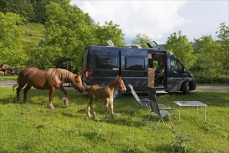 Camping atmosphere with a parked motorhome and horses near furniture on grass, curious foal and