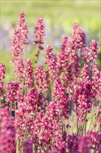 Blooming purple heuchera in the garden