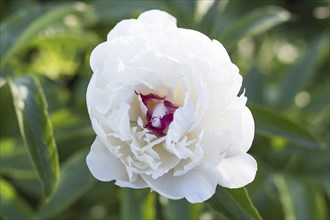 Pink peony flower in a botanical garden