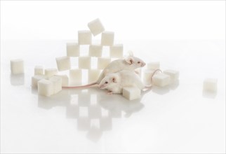 Two white laboratory mice near the pyramid of sugar cubes, diabetes concept