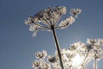 Frost, hoarfrost, ice crystals on plants, Upper Bavaria, Bavaria, Germany, Europe