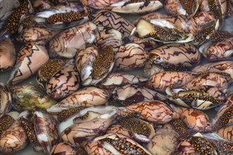 Fresh clams with patterned shells on the market