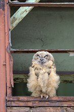 Eurasian eagle-owl (Bubo bubo), fledged young bird, resting, sleeping, in an old window frame,