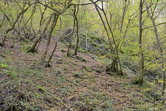 Dortebach valley in autumn, steep slopes, european hornbeams (Carpinus betulus) with a curious