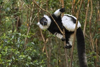 Black-and-white ruffed lemur (Varecia variegata) in tree, Andasibe-Mantadia National Park,