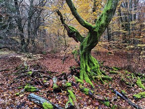 Sababurg primeval forest in autumn, nature reserve, Reinhardswald estate district, Hesse, Germany,