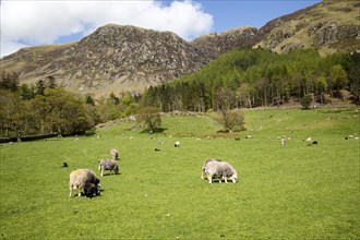 Countryside around Buttermere, Lake District national park, Cumbria, England, UK