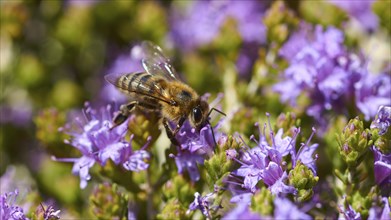 Kallikratis Gorge, bee collecting pollen on bright purple flowers, near Askifou, Sfakia, West