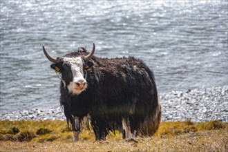 Yak in front of a river, Issyk Kul province, Kyrgyzstan, Asia