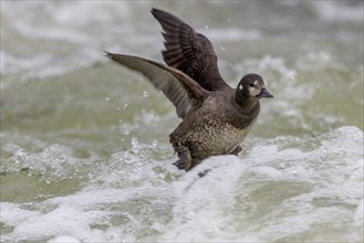 Harlequin duck (Histrionicus histrionicus), female, swimming in the raging river, on take-off. Laxa