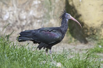 Northern bald ibis, Hermit ibis, Waldrapp (Geronticus eremita) adult bird, captive, Germany, Europe