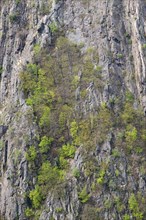 Steep rock face, sparse vegetation with various tree species: oak trees (Quercus), warty birch