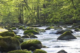 Fast flowing water in a river with rocks, stones with moss and trees, Bode valley with river Bode,