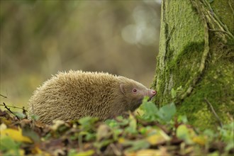 European hedgehog (Erinaceus europaeus) adult albino animal in a woodland, Suffolk, England, United