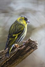 Eurasian Siskin, Spinus spinus, bird in forest at winter sun