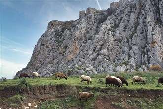 A flock of sheep grazing in a green field under an imposing rock castle, sky exchanged, Archaic