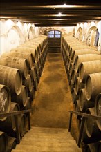 Oak barrels of maturing sherry wine in cellar, Gonzalez Byass bodega, Jerez de la Frontera, Cadiz