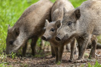 Wild boar, wild boar (Sus scrofa), fresh boar, captive, Germany, Europe