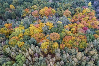 Mixed forest in autumn, colouring, aerial view, forest, autumnal, Ahlhroner Fischteiche,