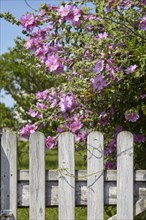 Shrub mallow (Lavatera) at a garden gate in Saint-Palais-sur-Mer, Département Charente-Maritime,