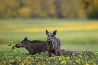 Wild boar sounder (Sus scrofa), two young sows, females with piglets foraging in sugar beet field