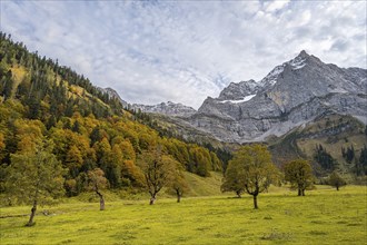 Maple trees with autumn leaves, autumn landscape in Rißtal with Spritzkarspitze, Großer Ahornboden,