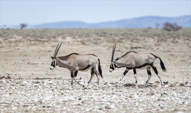 Two spike rams (Oryx gazella) in dry savannah, Etosha National Park, Namibia, Africa