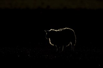 Domestic sheep (Ovis aries) adult ewe farm animal rim lit standing in a grass field, England,