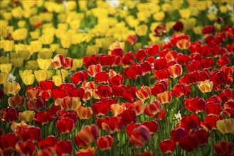 Flower meadow with colourful tulips, Mainau Island, Lake Constance, Baden-Württemberg, Germany,