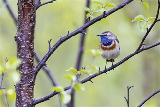 Red-throated Bluethroat or Tundra Bluethroat (Luscinia svecica), adult male sitting on a branch,